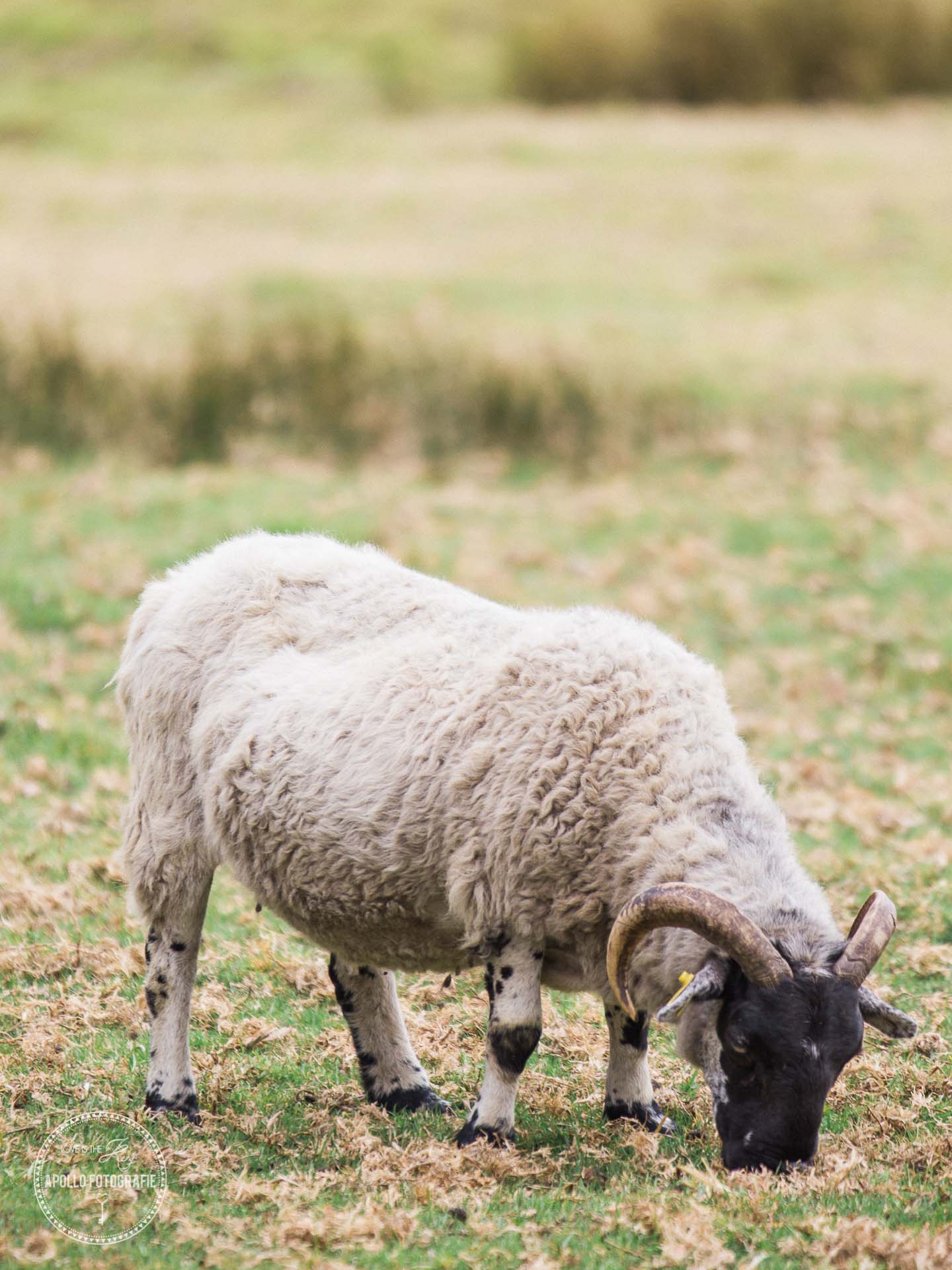 sheep