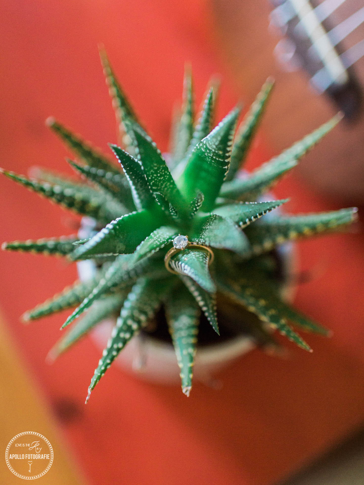 succulent