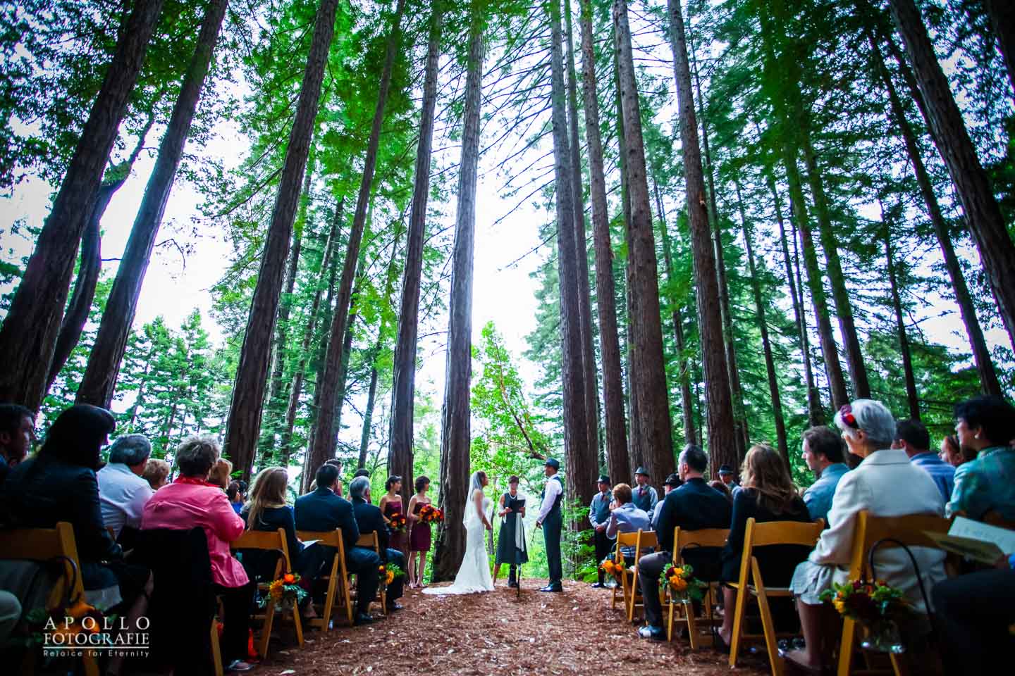 Sequoia Retreat Center Wedding Photography Redwood Ampitheater Wedding Venue